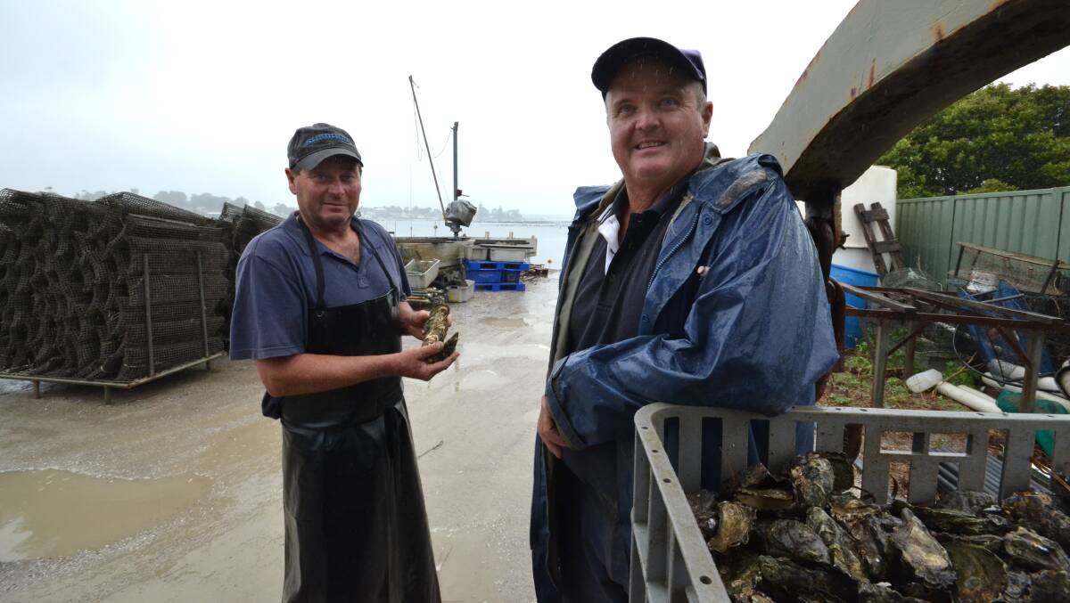 NOWRA: Greenwell Point oyster farmers Brian and Barry Allen say the light rain the region is experiencing is not enough to break the problems cause by the drought on land and in the water.  