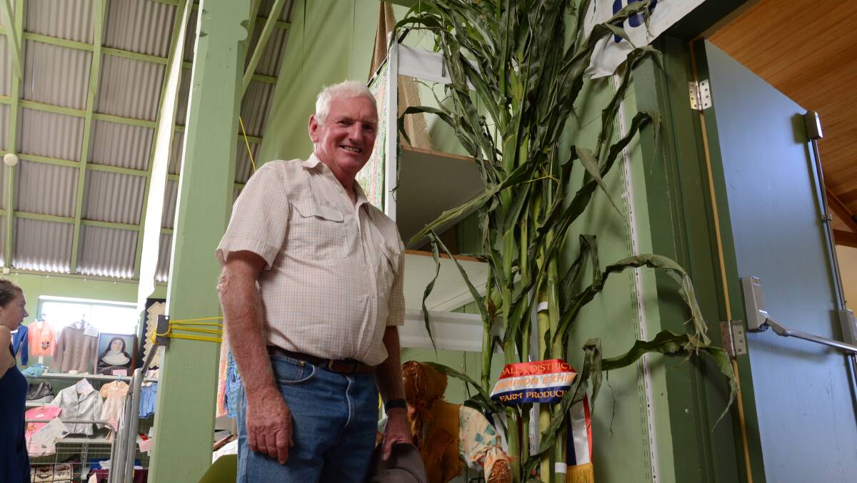 MORUYA: Steve Heffernan of Moruya with his 1”6 ‘Manning Pride’ corn, which won champion exhibit in the vegetable section of the Eurobodalla and District Show on the weekend.  
