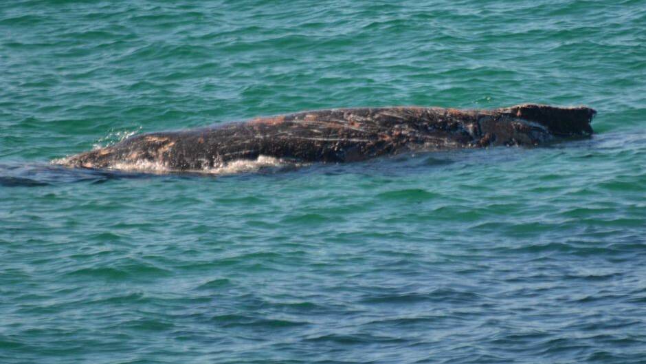 File photo of a juvenile humpback whale.
