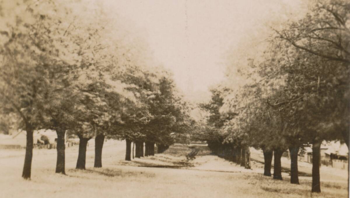 The Avenue in Camperdown. 
