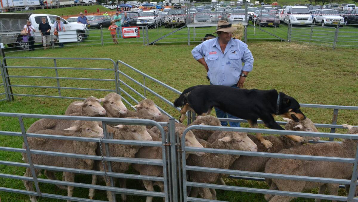 ULLADULLA: Anthony Attard from the Hawkesbury Working Kelpie Stud and his dog Buck keep the sheep moving during a popular display in the Milton Show. 
 