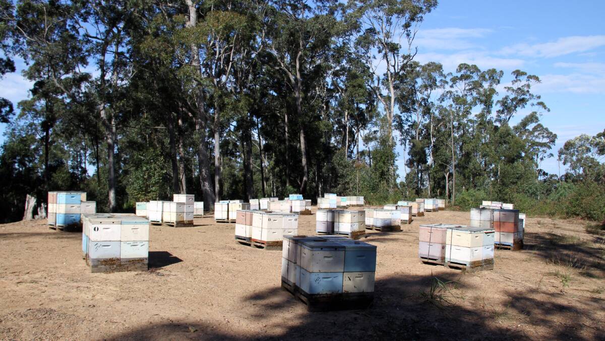 SWEET AS: The NSW Apiarists Association is calling for fair and equitable access to all public lands across the state for apiary sites. Pictured are hives at an apiary site near Batemans Bay. Photo: Neil Bingley