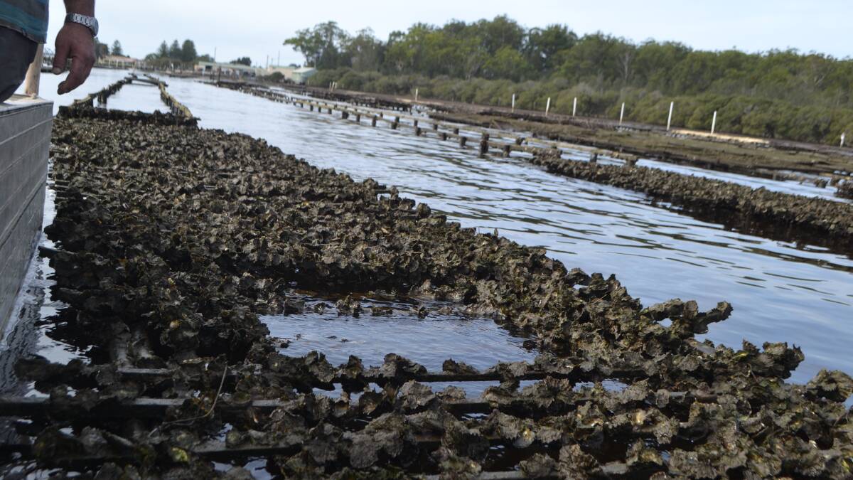 Easter oyster harvest in doubt
