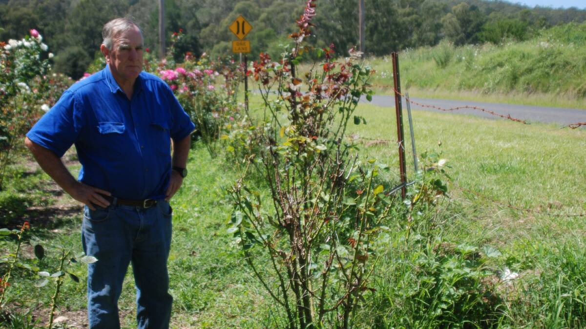 NOT HAPPY: Rose grower Rob Richmond has lost income after council allegedly sprayed poison on the nature strip in front of his house in a 26km/h wind, 
his roses. 