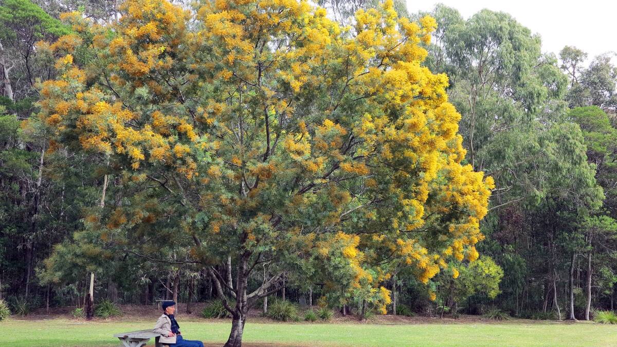 RESTING PLACE: A beautiful specimen of Acacia blayana (Wadbilliga wattle) growing near the barbecues at Eurobodalla Regional Botanic Gardens.