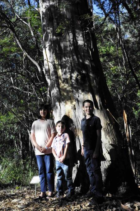 TOWERING ABOVE: Lily, Liam and Caleb Sutton were impressed by this mountain grey gum (Eucalyptus cypellocarpa) at Eurobodalla Regional Botanic Gardens. This magnificent tree and many others like it can be seen on the Gardens’ monthly guided walk this Sunday.