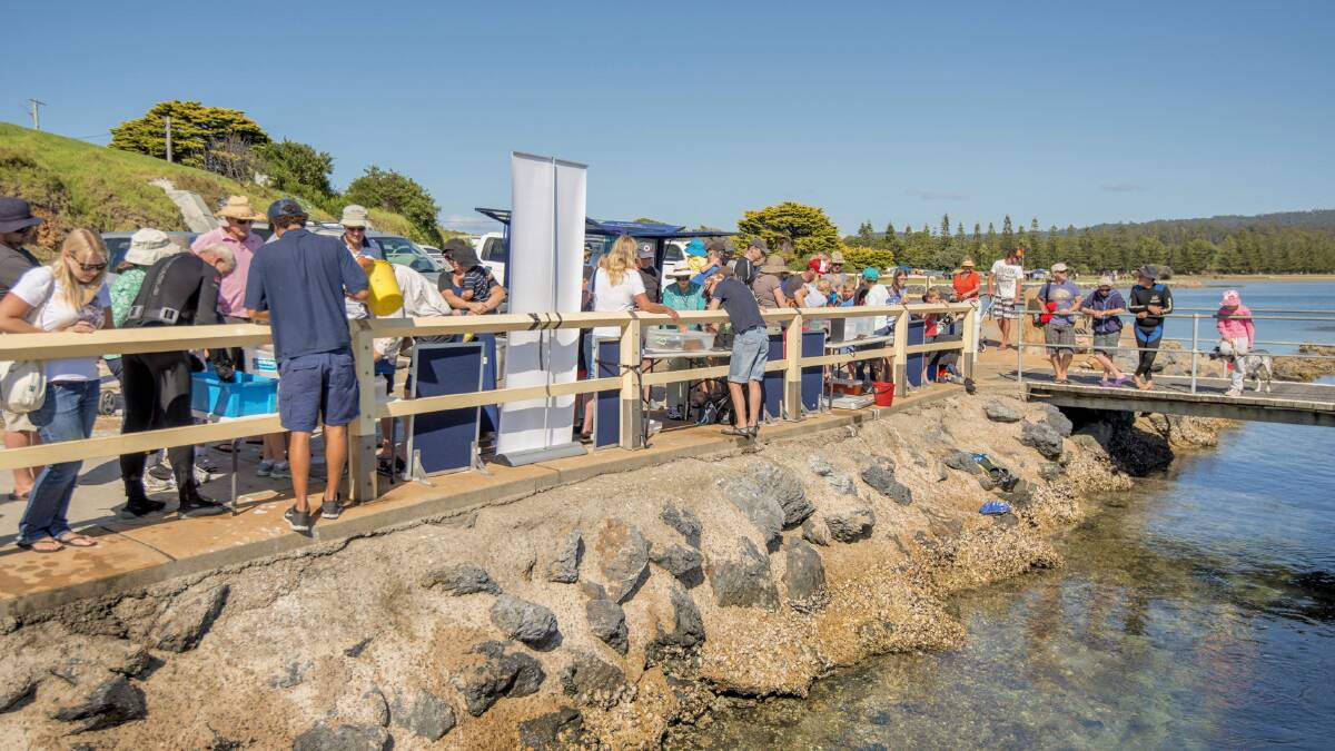 Some of the crowd at Narooma Wharf in January.