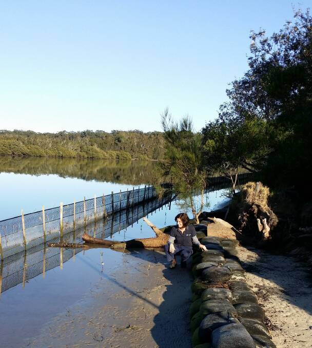 TOMAGO PROJECT: Eurobodalla Shire Council’s Heidi Thomson will guide Tomakin Coastcare and other volunteers in restoring fish habitat and eroded banks in the Tomaga estuary next week. They will restore mangroves to the area in late summer. 