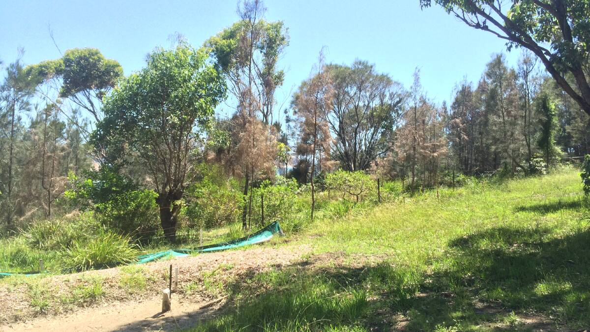 SENSELESS VANDALISM: Anyone with any information about poisoned trees at the Guerilla Bay cliff top reserve should phone council on 4474 1019.