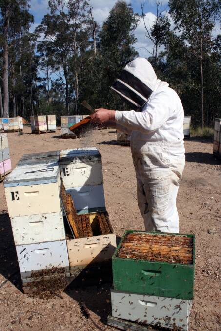 BEE FAIR, PLEASE: Apiarists Association executive councillor Neil Bingley, a second-generation beekeeper who has hives in the Batemans Bay region, says a trial auction of apiary sites has pushed prices to “completely unsustainable levels”. Photo: DOUG SOMERVILLE