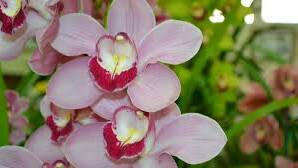 Learn some orchid show tricks