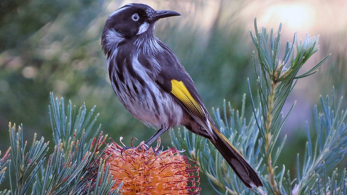 New Holland Honeyeaters are residents in the gardens and can be spotted at close range.