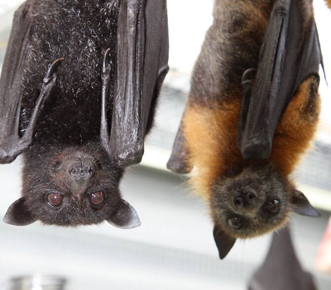 Residents and bats can coexist, says WIRES