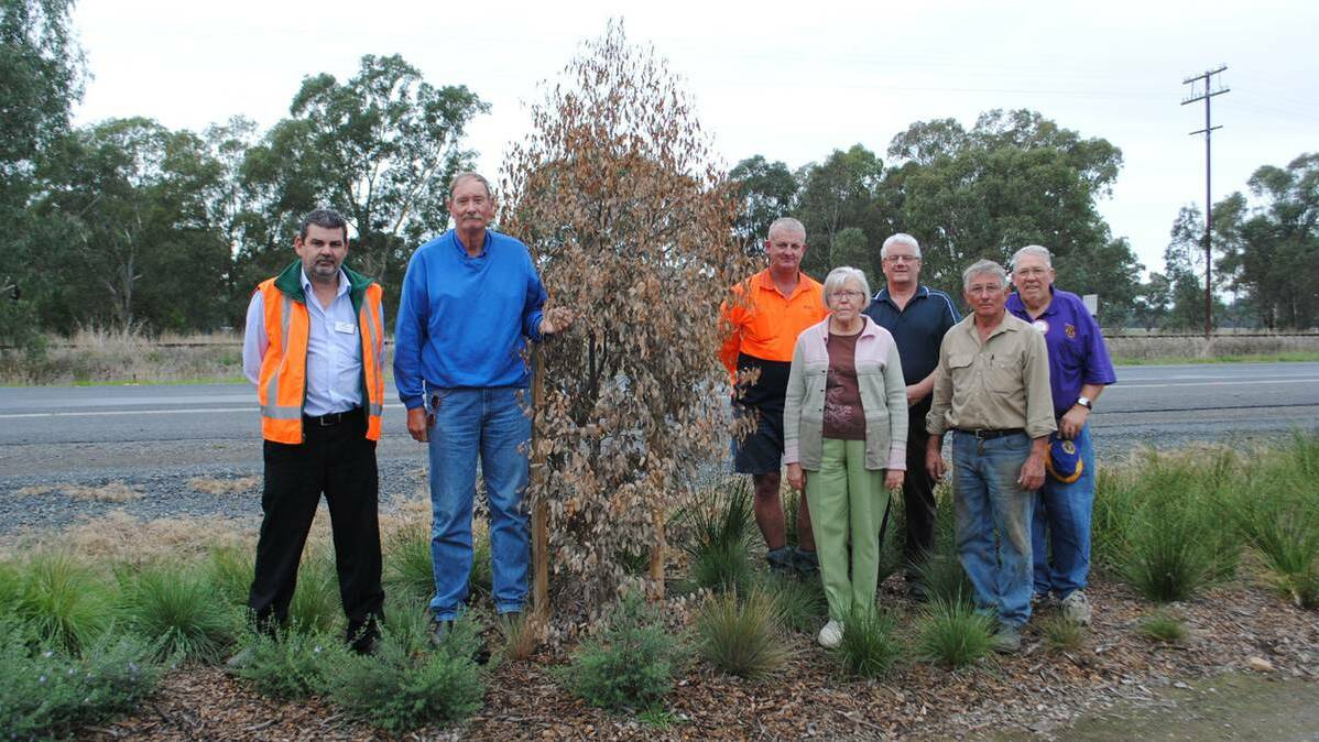CULCAIRN: Director of engineering Greater Hume Shire Greg Blackie, Bruce Christensen, Andrew Thomson, Derek O’Brien, Jeff Sanderson, Joy Sanderson and Lee Tooney at one of several Yellow Box trees that have been deliberately poisoned in Culcairn. Picture: Eastern Riverina Chronicle