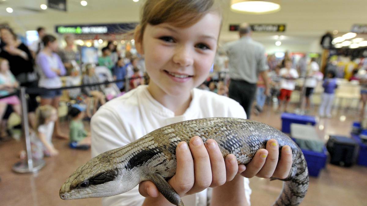 WAGGA: Ruby McDonnell, 8, of Wagga gets up close with a Blue-tongue lizard during the Crocodile Encounters school holiday reptile show at the Wagga Marketplace on Thursday. Picture: Les Smith/The Daily Advertiser