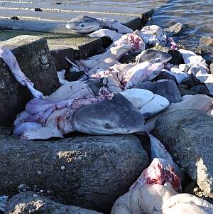 CARNAGE:  The pile of discarded shark carcasses at the boat ramp.