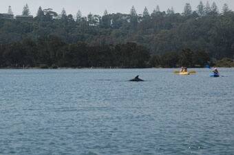 RARE SIGHT: Canoeists take the opportunity to get up close to the trapped dolphins in Tuross Lake on Friday.