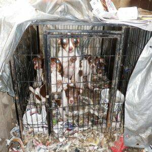 A Fox Terrier dog and five puppies found in a cage on a veranda.