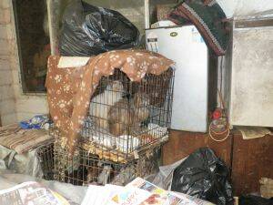 Two cats were found in a cage above another cage with dogs among compressed faecal material and bags of foul rubbish.