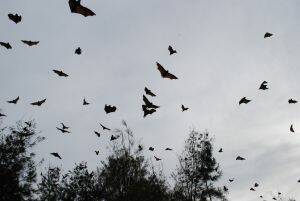 Classical music scares off Bay bats