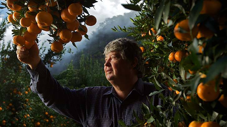 Fruits of his labour: Mark Watkins inspects the crop of Imperial mandarins at his farm at Wisemans Ferry where people can come and pick their own. Mr Watkins is a seventh generation farmer. Photo: Wolter Peeters
