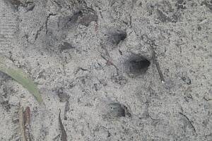 PANTHER PRINT?:  Mark Nuggin took this photo purporting to show a paw print of the creature he saw on a bush track south of Broulee.