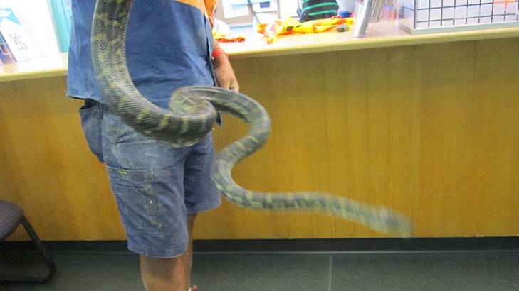 Slithering around ... police found this snake.