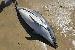 SAD SIGHT:  The body of a small dead striped dolphin was found at Surf Beach on the weekend.