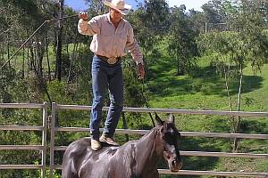 HIGH HORSE:  Moruya horseman Adrian Feirer standing on his black stockhorse Gundy. His 24-year-old quarterhorse Wrangler will be filmed for an exhibition at Queensland art gallery.