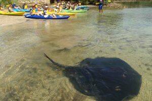 LOCAL LADS:  A pair of bull rays attract the attention of some inquisitive youngsters at Mossy Point Boat Ramp.