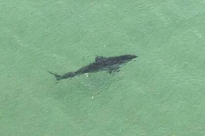 A shark is spotted not far from swimmers at Bennetts beach yesterday.