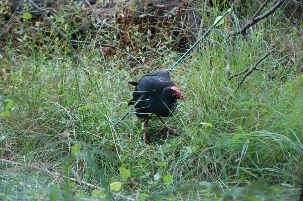 VICIOUS CRUELTY: This swamp hen – shot at with an arrow – could not be caught by WIRES volunteers on Wednesday.