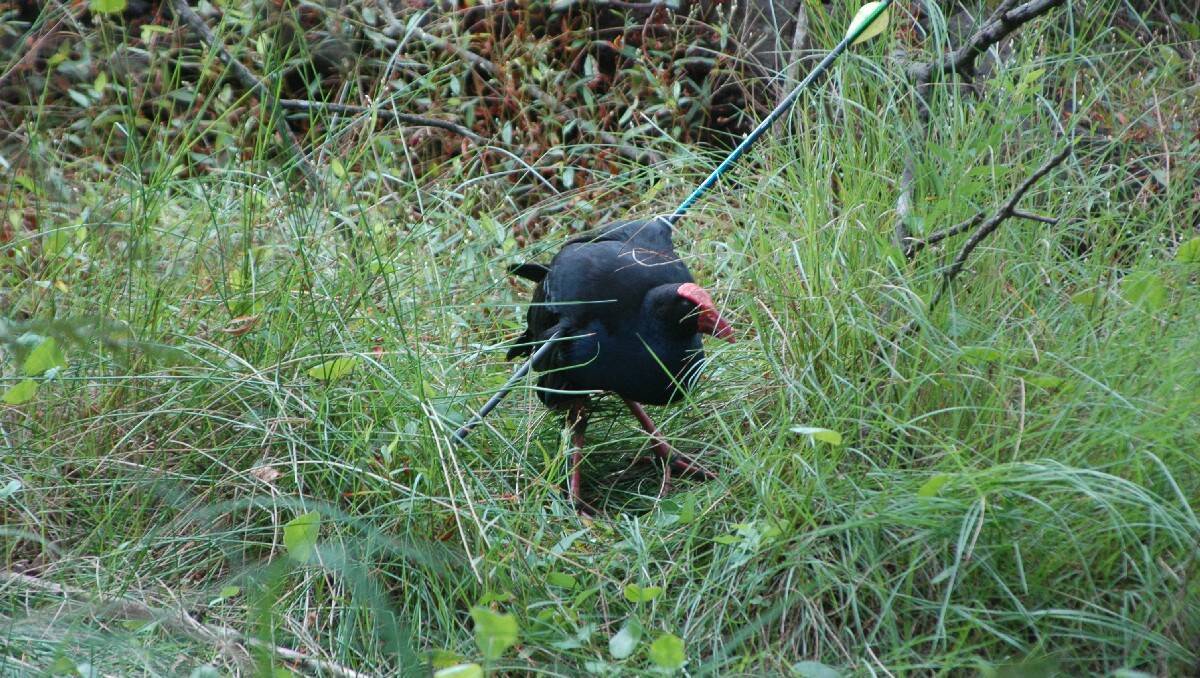 BATEMANS BAY: A swamp hen, which was used as target practice by an archer, was unable to be rescued on Wednesday after it ran into inaccessible bushland near the Old Courthouse Museum.