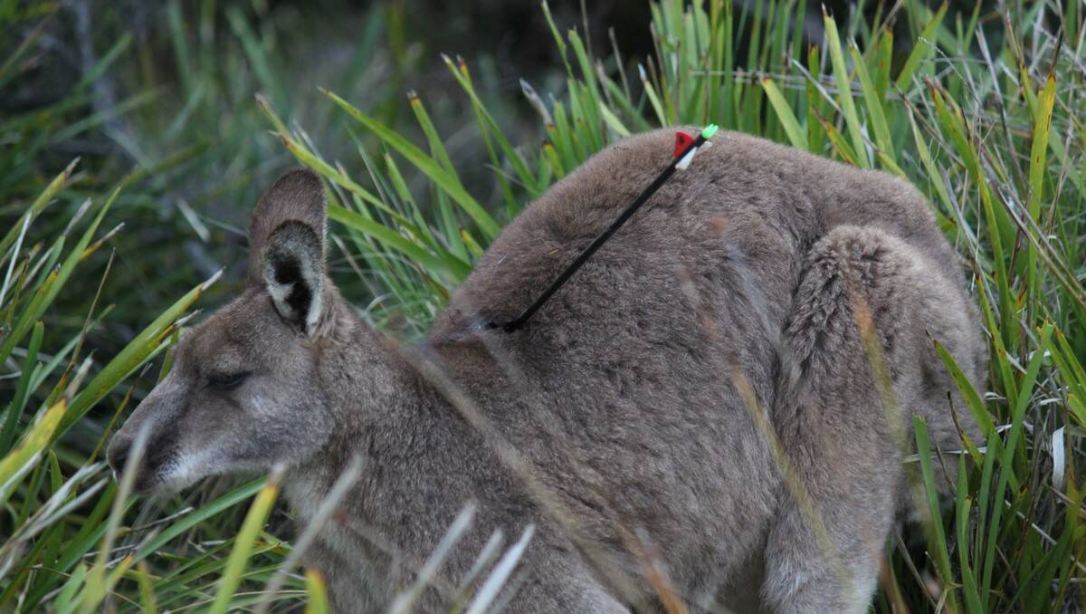 A kangaroo that was shot with an arrow at Murramarang National Park.