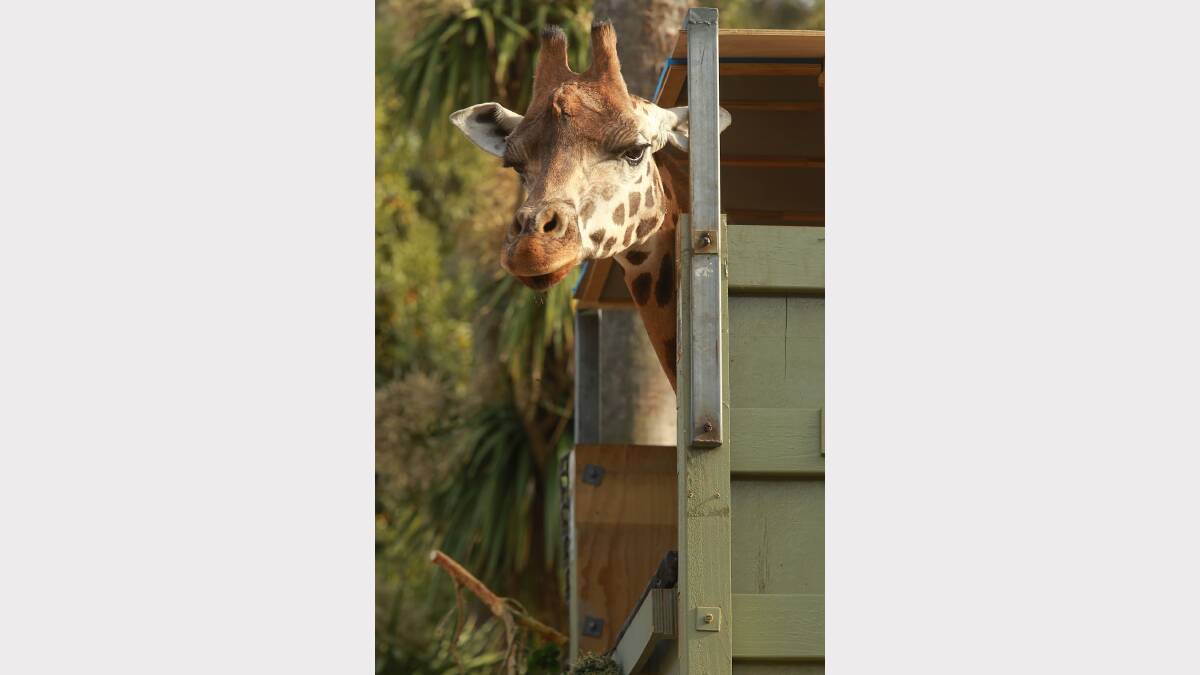 Ten-year-old Tanzi the giraffe had a long journey from Melbourne to her new home at Mogo Zoo, where she was reunited with her sister, Shani.