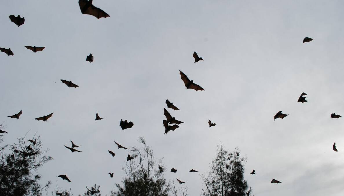 DARK KNIGHTS: The grey-headed flying foxes soar into the sky over the Batemans Bay Watergardens.
