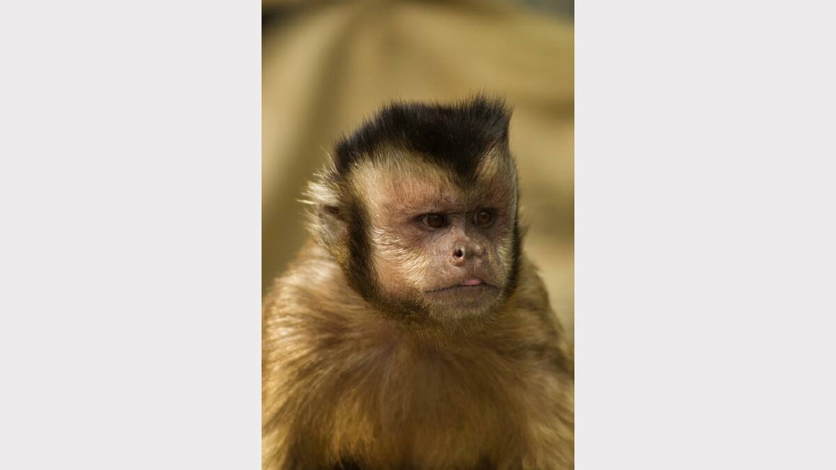 NEW HOME: Mogo Zoo welcomes 12 new capuchin monkeys.