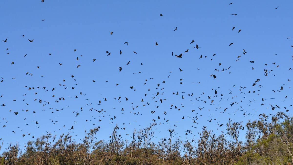 BAT MANIA: Grey-headed flying foxes soar over the Batemans Bay Water Gardens yesterday.