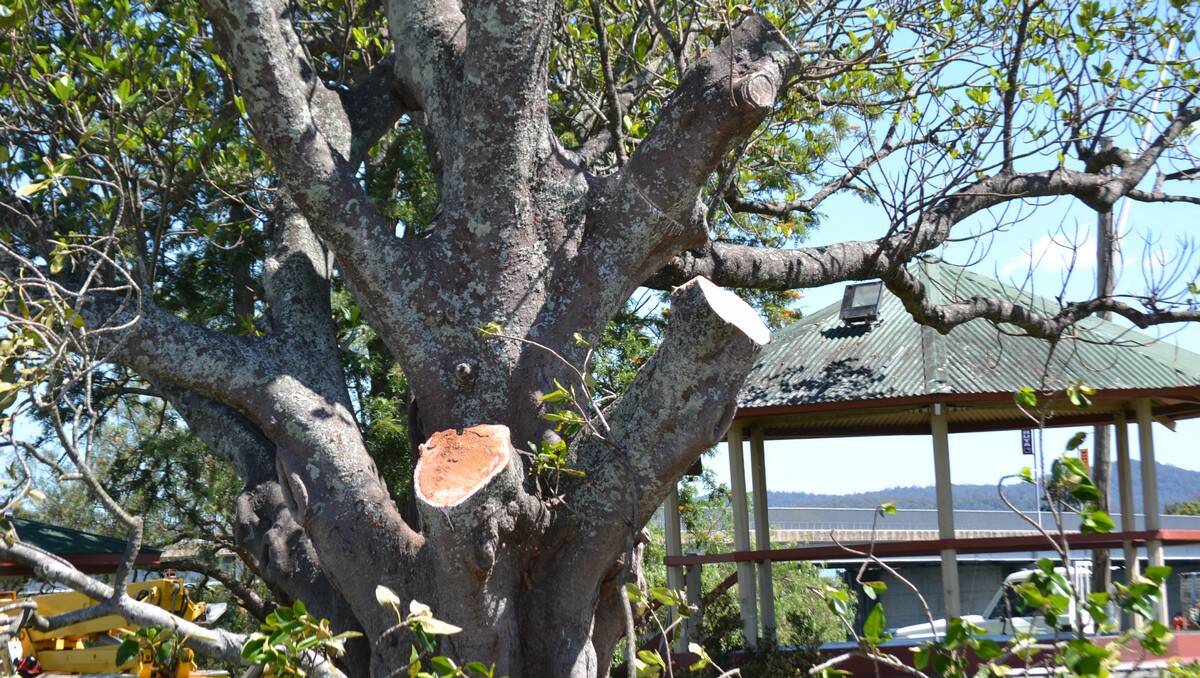 TREE STAND: Tuross Head’s Ruth Halverson protests against the destruction of two Moreton Bay fig trees in Moruya yesterday.