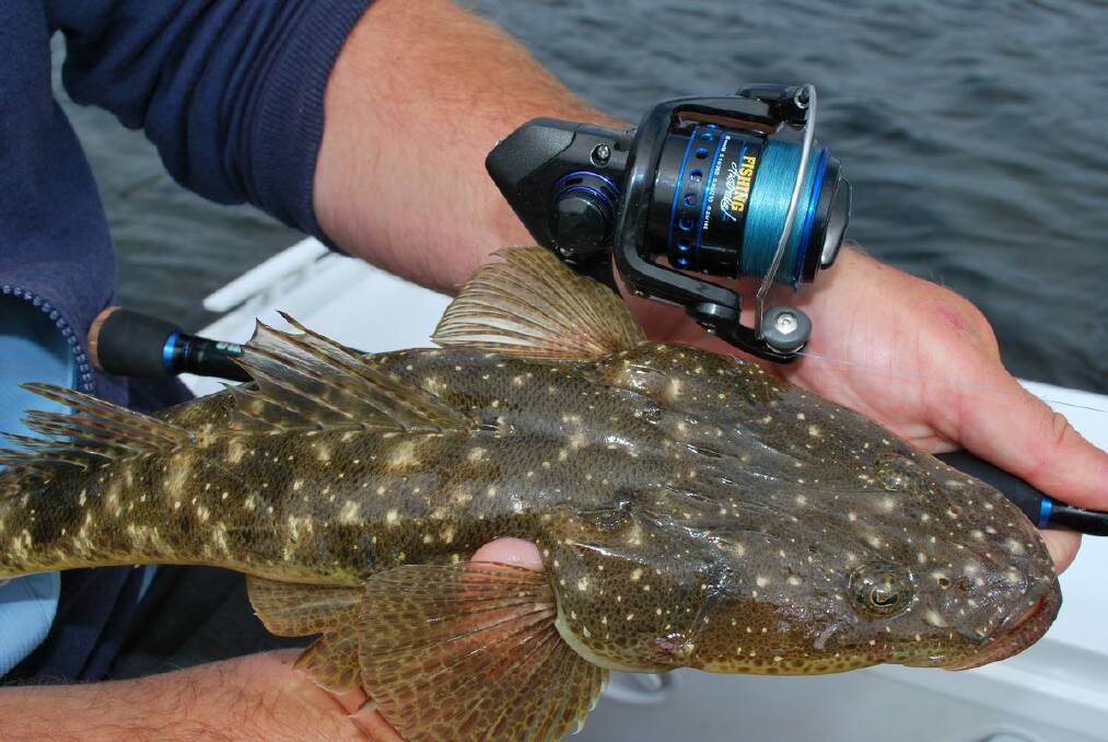 GREAT FUN: Hard-bodied lures are scoring lots of flathead in selected South Coast lakes.