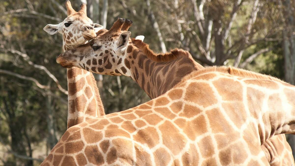 Ten-year-old Tanzi the giraffe had a long journey from Melbourne to her new home at Mogo Zoo, where she was reunited with her sister, Shani. PHOTO: Clive Brookbanks, Mogo Zoo.
