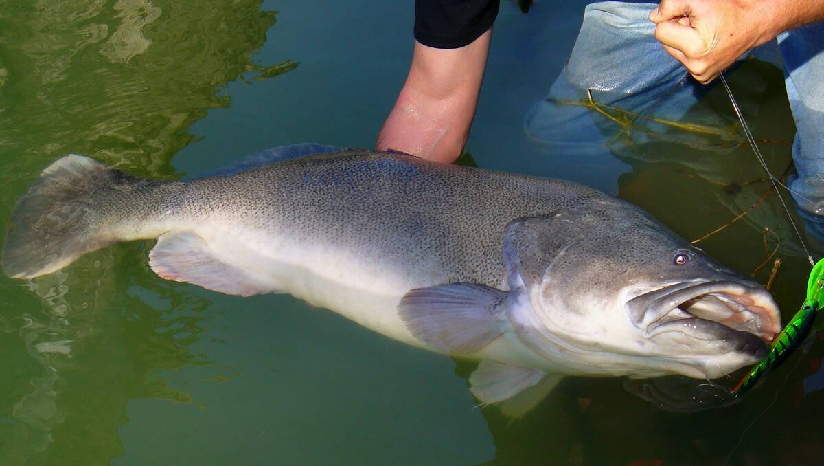 CATCH AND RELEASE: Big Murray cod take skill and dedication to catch,, and should be released.