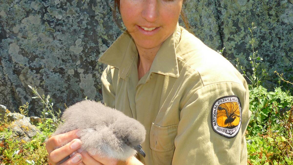 NEW ARRIVAL: Amy Harris with a fluffy and healthy Gould’s petrel chick.