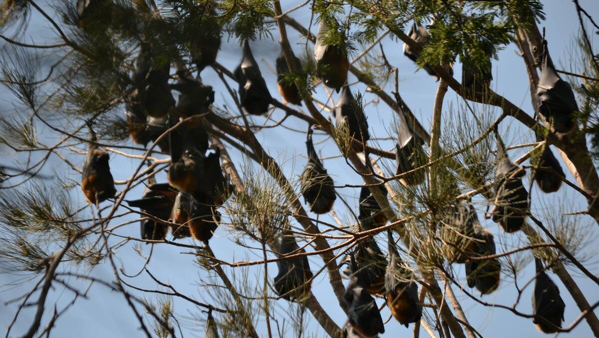 BAD PUBLICITY: A story about bat lyssavirus has increased the attention on a grey-headed flying fox camp at the Batemans Bay Water Gardens.