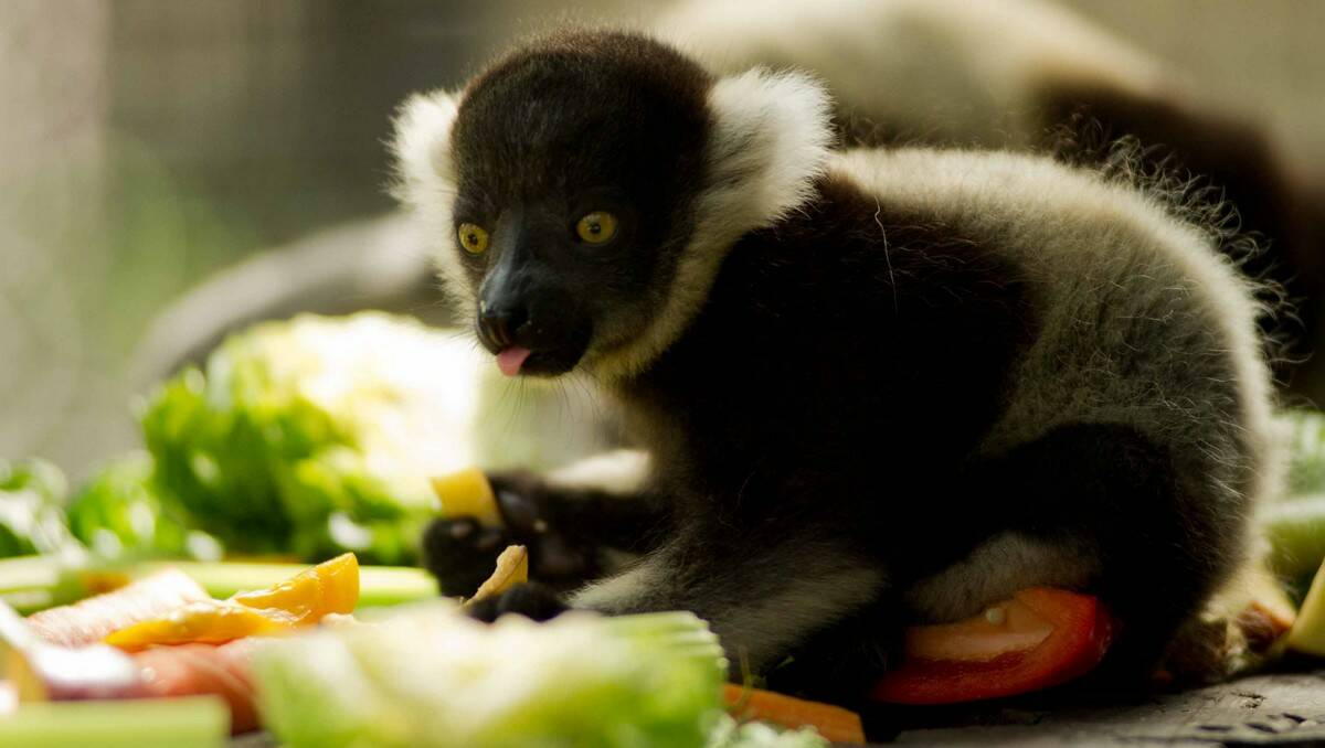 RARE STARE: Mogo Zoo is playing a vital role in securing the future of the critically endangered black-and-white ruffed lemur. This is one of the twins born at the zoo last month.