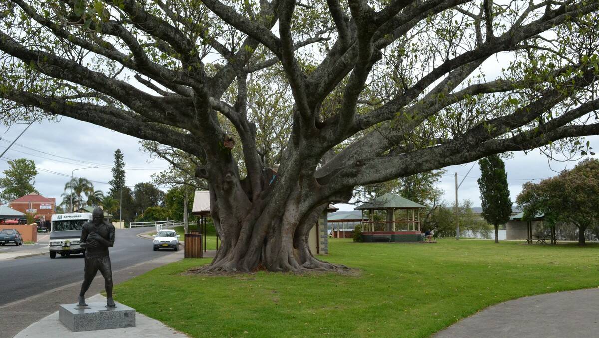 The fig trees at RUss Martin Park will be removed for safety reasons.
