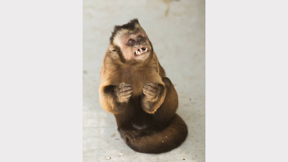 WHY ME!: One of the new capuchin monkeys hams it up for the camera. PHOTO: CLIVE BROOKBANKS 