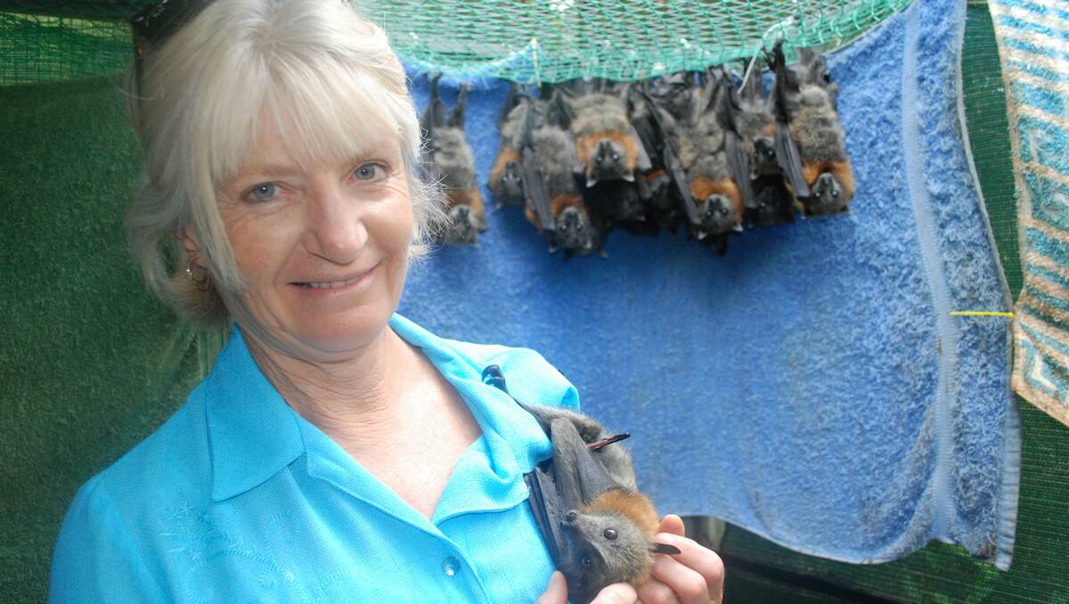 BATWOMAN: WIRES volunteer Cherie Collins has her own bat cave at Moruya Heads. 
