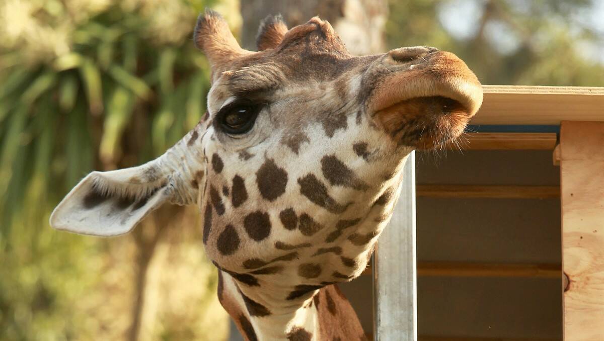 Ten-year-old Tanzi the giraffe had a long journey from Melbourne to her new home at Mogo Zoo, where she was reunited with her sister, Shani.