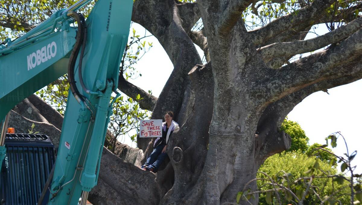 TREE STAND: Tuross Head’s Ruth Halverson protests against the destruction of two Moreton Bay fig trees in Moruya yesterday.